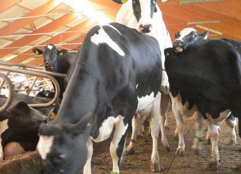 Brunsterkennung bei Jungrindern leicht gemacht