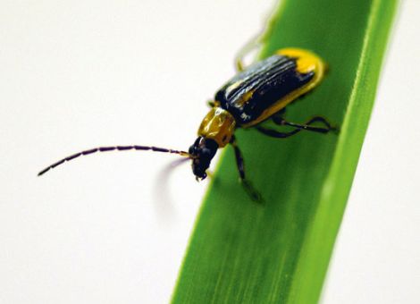 Fruchtfolge-Maßnahmen statt Insektizid-Einsatz