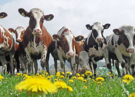 Für Biomilch 2012 im Schnitt 42 Cent ausgezahlt