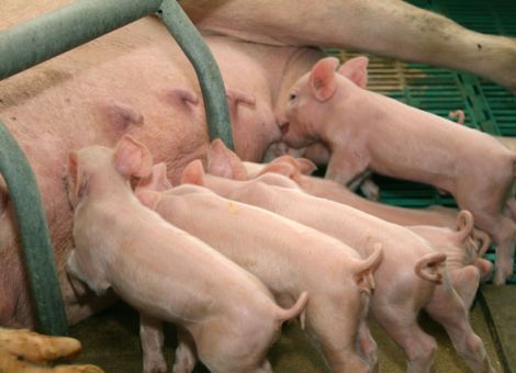 Wie entwickeln sich Saugferkel?
