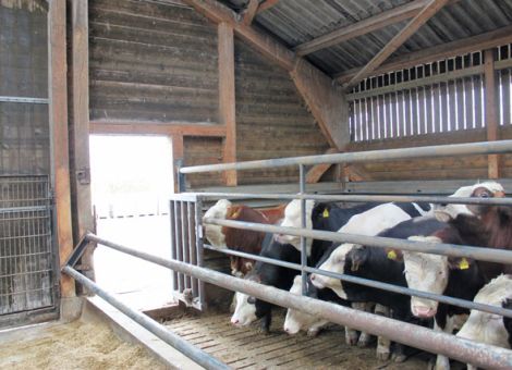 Auf Nummer sicher gehen in der Bullenmast