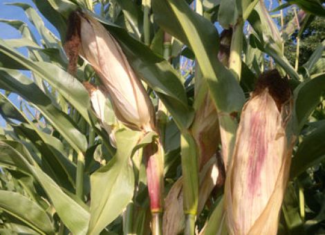 Silo- und Biogasmais haben ihren Preis