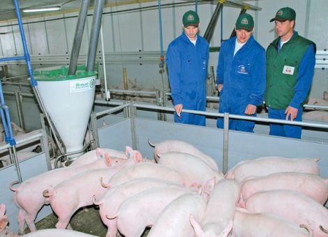 Zenit der Schweineproduktion in Deutschland überschritten
