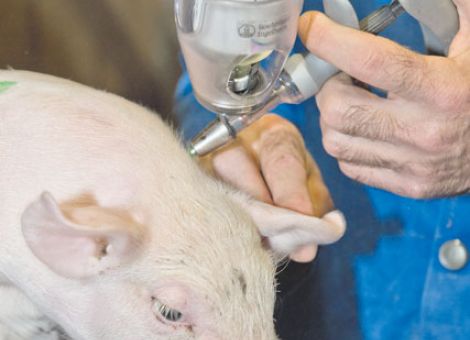 Tierärzte prangern Wahlkampf der Grünen an