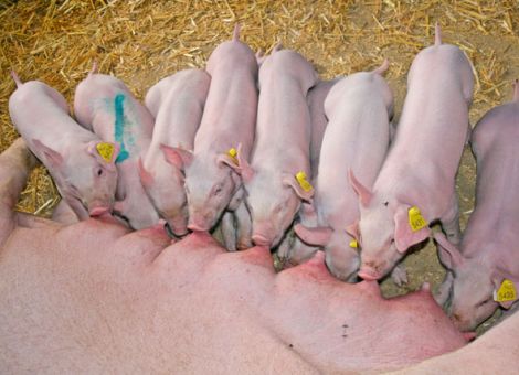 Wurfausgleich bringt bessere Chancen für alle Ferkel