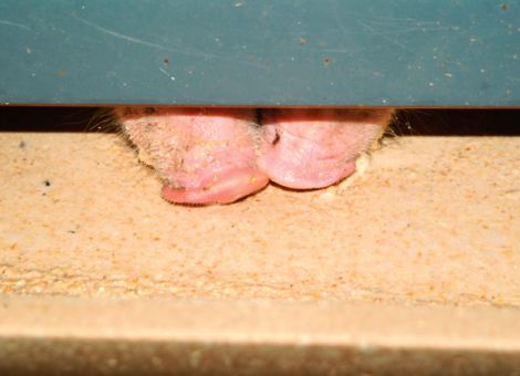Roggen in den Schweinetrog?