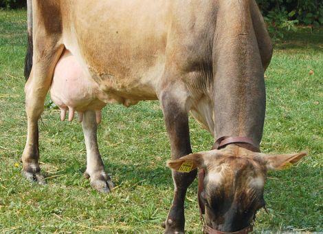 Leistungsstarke und langlebige Kühe vorgestellt