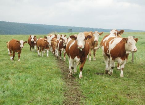 Hornloses Fleckvieh im Aufwind