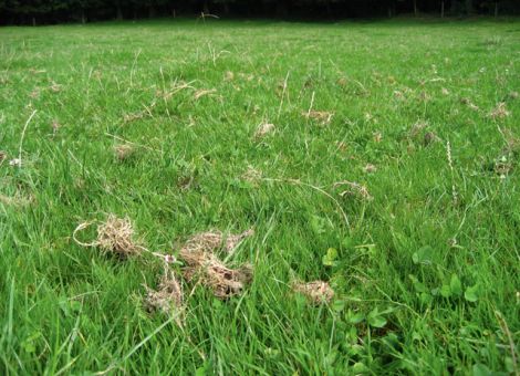 8 000 kg Milchleistung ohne den Zukauf von Kraftfutter
