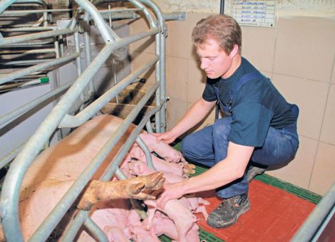 Hohe Milchleistung bei Sauen gefragt