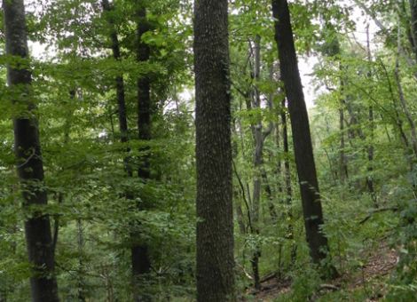 Baumhasel – ein Neuling im deutschen Wald