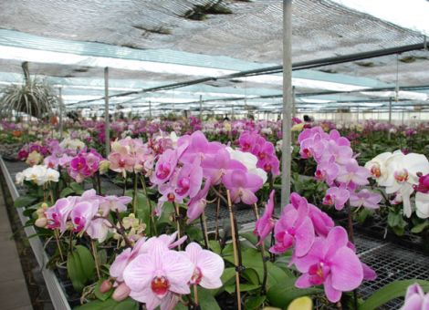 Wohlfühlprogramm für Orchideen