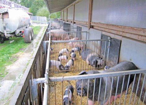 Aktuelles rund um die Bioschweine-Produktion