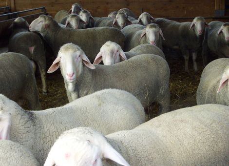 Erkenntnisse bei Schaf und Ziege über das Schmallenberg-Virus