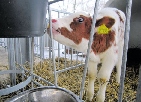 Mehr Energie für Kälber in den ersten Lebenswochen