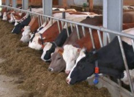 Futterzusatzstoffe sind Sahnehäubchen