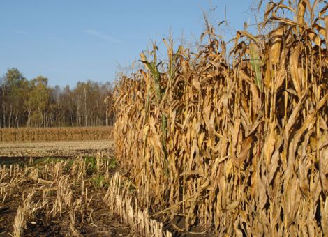 Mais für Biogasanlagen weist höchste Flächeneffizienz auf