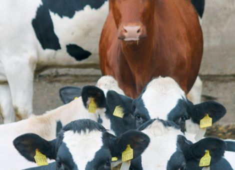 8 221 kg Milch im Durchschnitt ermolken