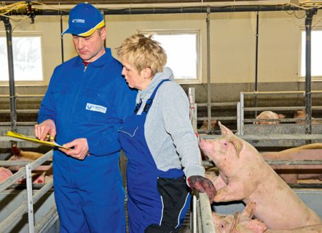 Ordentliche Leistungen in der rheinischen Schweinemast