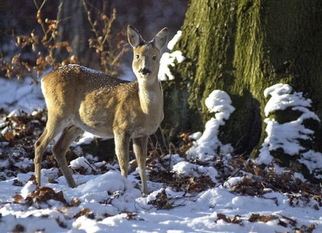 Thema „Wildschaden“ ist aktueller denn je