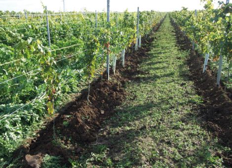 Jungfelder zupflügen, um Pfropfstellen zu schützen