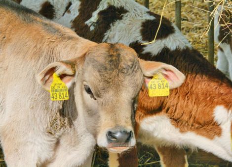 BVD: Impfung nach Auftreten des ersten Dauerausscheiders