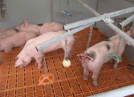 Haltungstechnik für mehr Tierwohl bei Schweinen