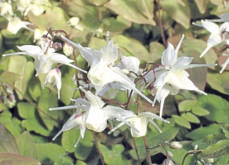 Traumtänzer für das Blumenbeet