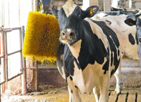 Kühe müssen sich wohlfühlen, damit die Leistung stimmt