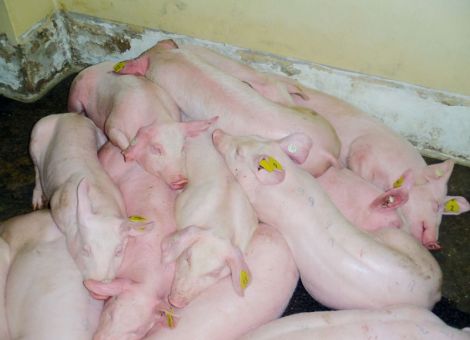 Afrikanische Schweinepest – Seuche in Hinterhofhaltungen in Russland kaum zu kontrollieren, © FLI, Forschungsreport 2/2013, Senat der Bundesforschungsinstitute im Bundesministerium für Ernährung und Landwirtschaft Afrikanische Schweinepest