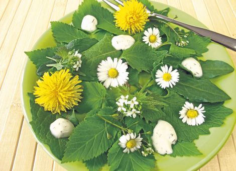 Frühes Grün aus wilden und gebändigten Kräutern