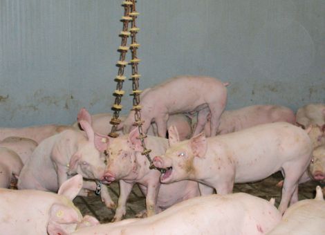 Schweine spielen gern 
