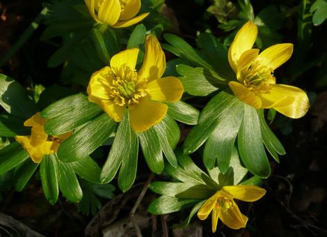 Frühblüher im Garten