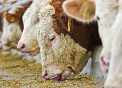 Knapp ausgeglichener Jungbullenmarkt