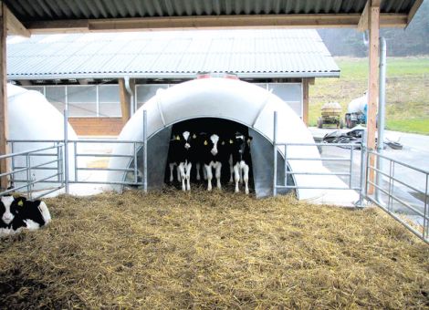 Gesunde Kälber mit System