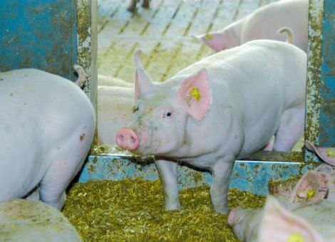 Mehr Tierwohl für Schweine?