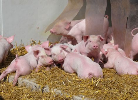 100 Prozent Biofütterung für Bioschweine?