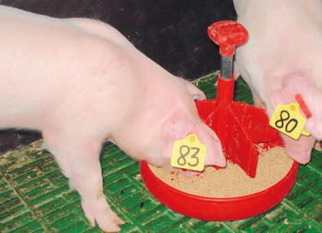 Saugferkel gezielt bei Bedarf zufüttern