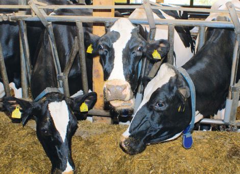 Rheinhessen-Pfalz: hohes Niveau bei der Holsteinzucht