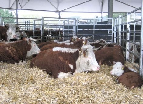 Mutterkühe im Rundstall halten?