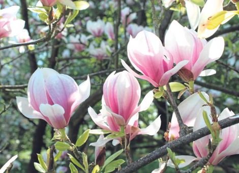 Edelsteine im Frühling