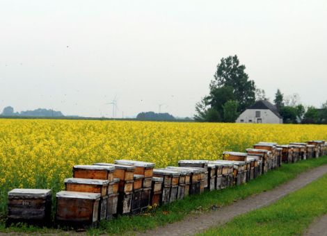 Auf Bienenschutz und Resistenzen achten