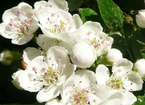 Weißer Blütentraum im Frühjahr