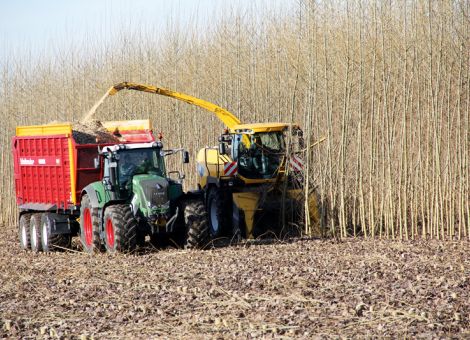 Holzfeld statt Acker?