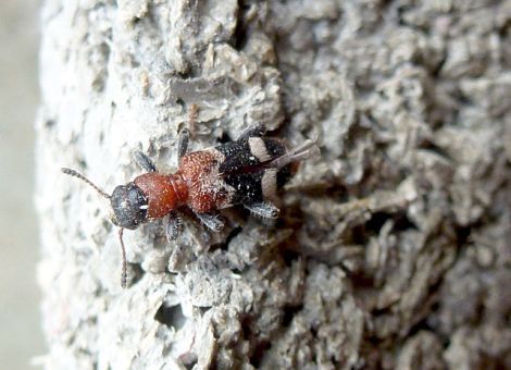 Borkenkäfer lauern in Rinde und Boden