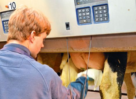 Nicht jede Kuh benötigt einen antibiotischen Trockensteller 