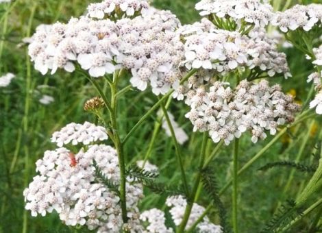 Fast vergessene Nutzungen von Wildpflanzen