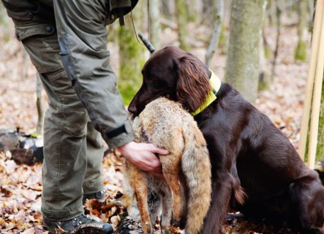 Wie Jagdhunde ihre hohe Zuverlässigkeit beweisen