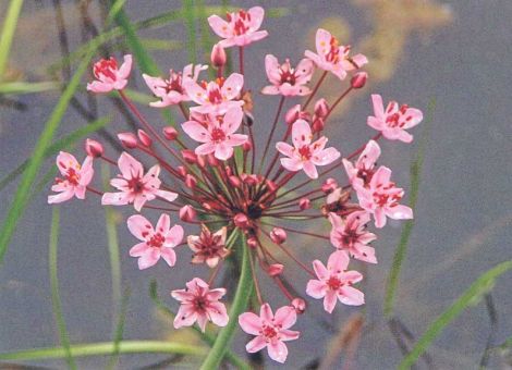 Die Schwanenblume