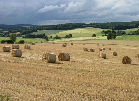 Stroh düngen oder abfahren?